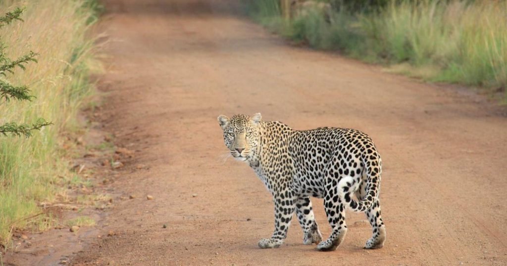 AI and Humanitarian Aid: Technology in Service of Human Dignity