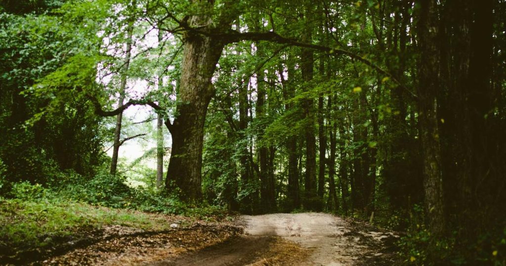 AI Emergency Response: Intelligent Systems for Crisis Management