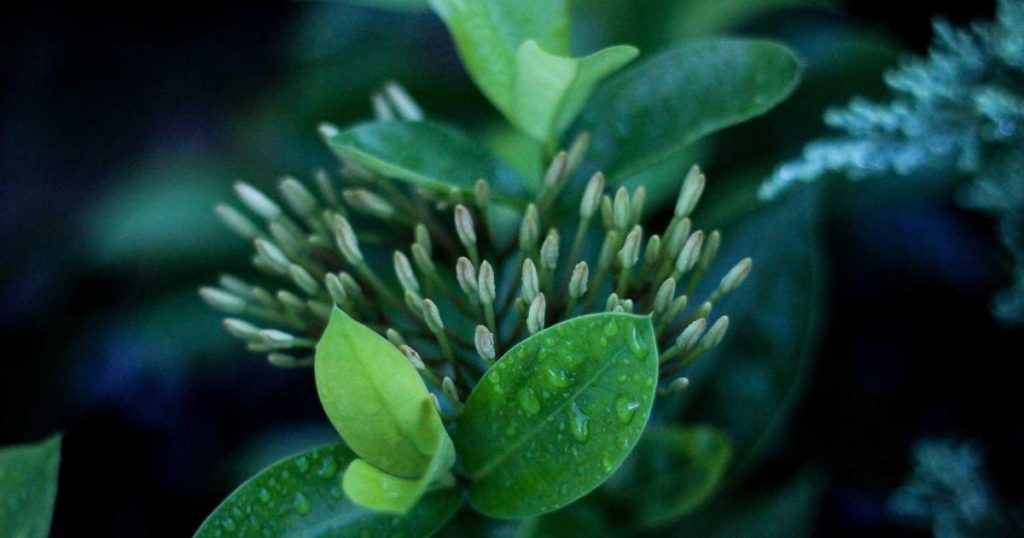 China’s AI Ambitions: The Technology Race and Global Competition