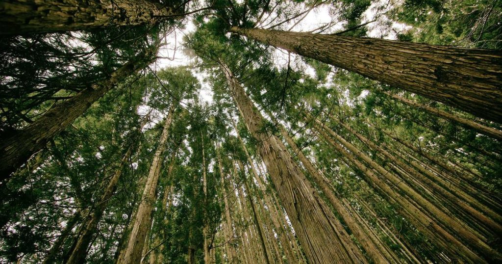 Responsible AI Practices: A Comprehensive Guide to Ethical AI Development and Deployment