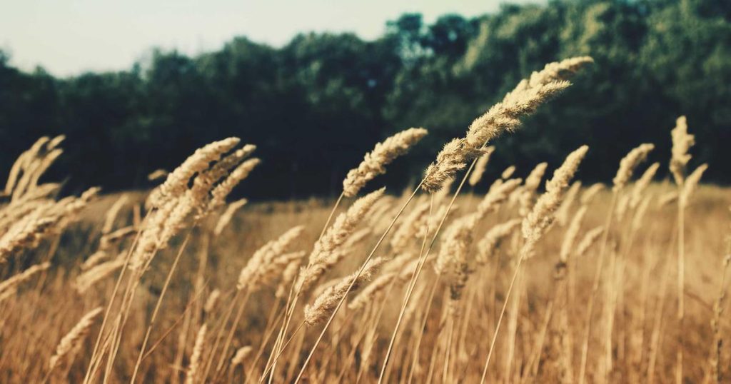 Voice User Interface Design for AI: A Complete Guide to Building Intelligent Conversational Experiences